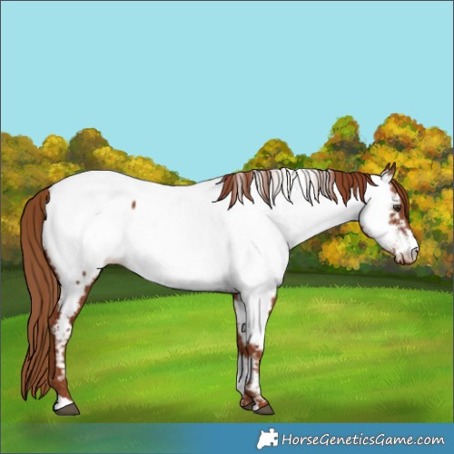 Horse Color:Chestnut Appaloosa 