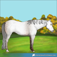 Horse Color:Gray Amber Champagne 