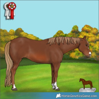 Horse Color:Chestnut 