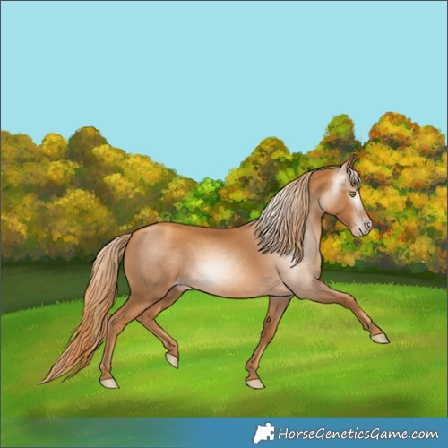 Horse Color:Gray Gold Champagne