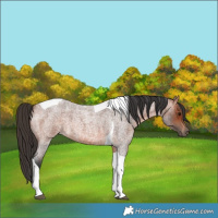 Horse Color:Bay Roan Tobiano