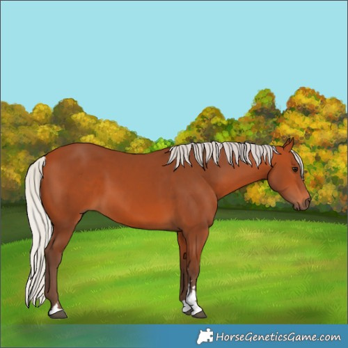 Horse Color:Silver Bay 