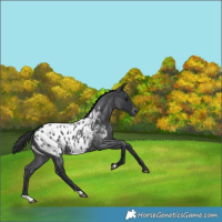 Horse Color:Blue Roan Appaloosa 