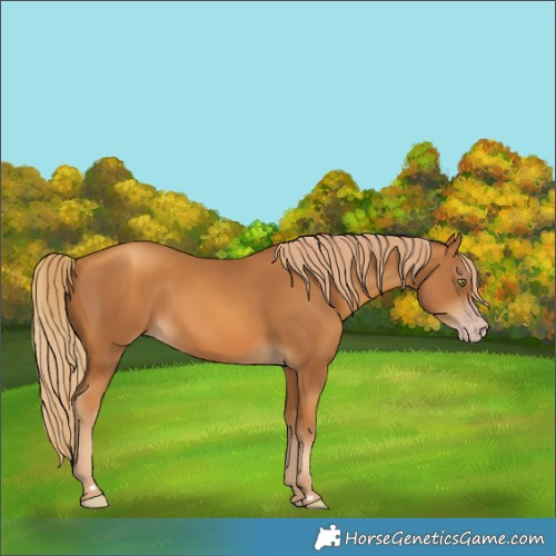 Horse Color:Gray Gold Champagne 