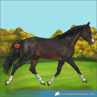 Horse Color:Brown 