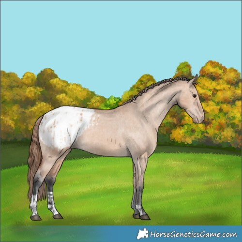 Horse Color:Bay Dun Appaloosa and Bay Dun Appaloosa