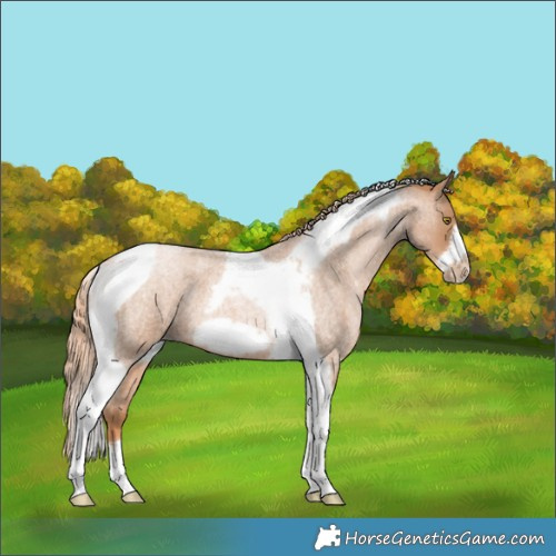 Horse Color:Red Roan Pearl Tobiano Frame 