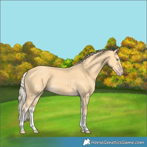 Horse Color:White Spotted Gold Cream Champagne 