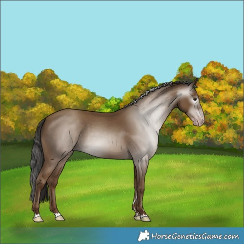 Horse Color:Gray Classic Champagne 