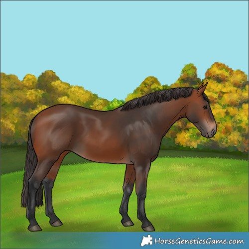 Horse Color:Bay 