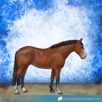 Horse Color:Bay Sabino Rabicano  and Bay Sabino Rabicano 