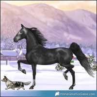 Horse Color:Gray Platinum Brown Tobiano