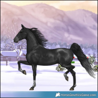 Horse Color:Gray Platinum Brown Tobiano 
