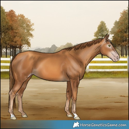 Horse Color:Gray Gold Champagne