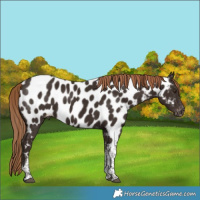 Horse Color:Liver Chestnut Sabino Tobiano Appaloosa 