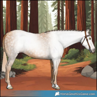 Horse Color:Gray Gold Champagne 
