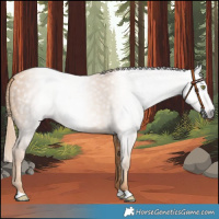 Horse Color:Gray Gold Champagne