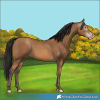Horse Color:Gray Amber Champagne 