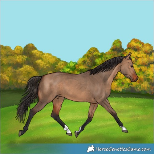 Horse Color:Bay Dun 