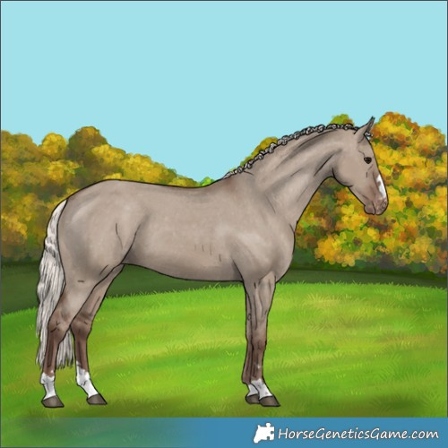 Horse Color:Silver Grullo Appaloosa 