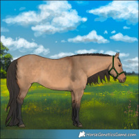 Horse Color:Bay Dun
