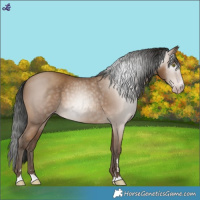 Horse Color:Gray Amber Champagne 