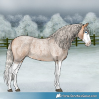 Horse Color:Silver Buckskin Roan Splash