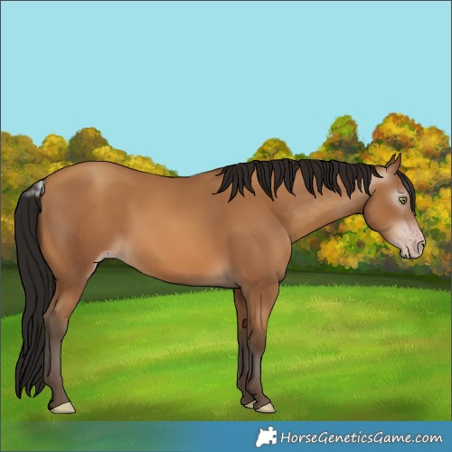 Horse Color:Gray Amber Champagne 