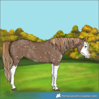 Horse Color:Liver Red Dun Sabino Splash Snowflake Varnish
