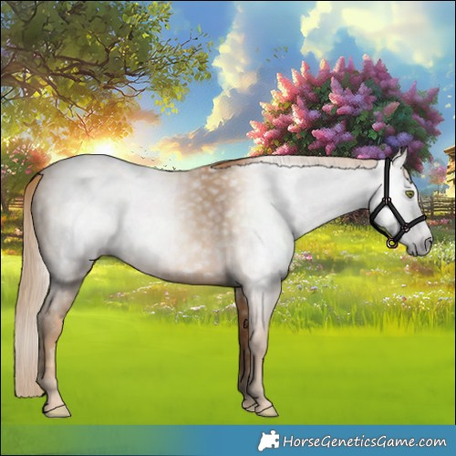 Horse Color:Gray Gold Champagne 