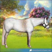 Horse Color:Gray Gold Champagne 