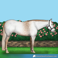 Horse Color:Gray Gold Champagne 