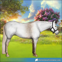 Horse Color:Gray Gold Champagne 