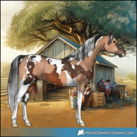 Horse Color:Bay Dun Tobiano  and White Spotted Brown Tobiano 