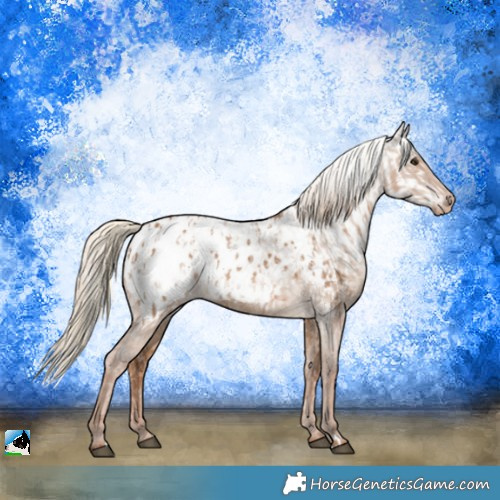 Horse Color:Red Dun Appaloosa  and Gray Red Dun Appaloosa 