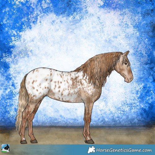 Horse Color:Red Dun Appaloosa and Gray Red Dun Appaloosa