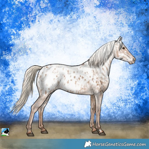 Horse Color:Red Dun Appaloosa  and Gray Red Dun Appaloosa 