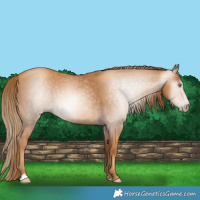 Horse Color:Gray Gold Champagne 