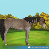 Horse Color:Gray Classic Champagne 