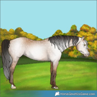 Horse Color:Gray Amber Champagne 