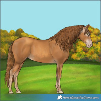 Horse Color:Gray Gold Champagne 