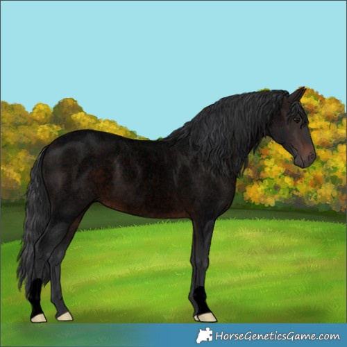 Horse Color:Void Brown Roan Rabicano 