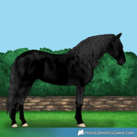 Horse Color:Void Blue Roan Frame 