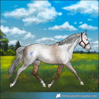Horse Color:Gray Amber Champagne 