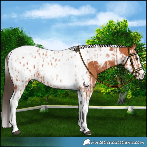 Horse Color:Bay Splash Tobiano Appaloosa  and Bay Splash Tobiano Appaloosa 