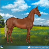 Horse Color:Chestnut 