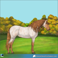 Horse Color:Red Roan 