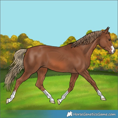 Horse Color:Unknown 
