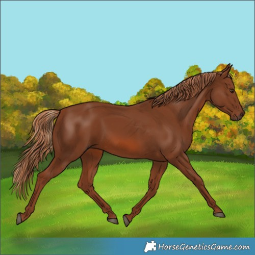 Horse Color:Chestnut 