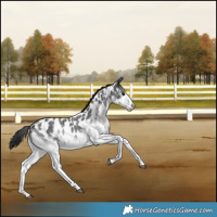 Horse Color:White Spotted Blue Roan Appaloosa 